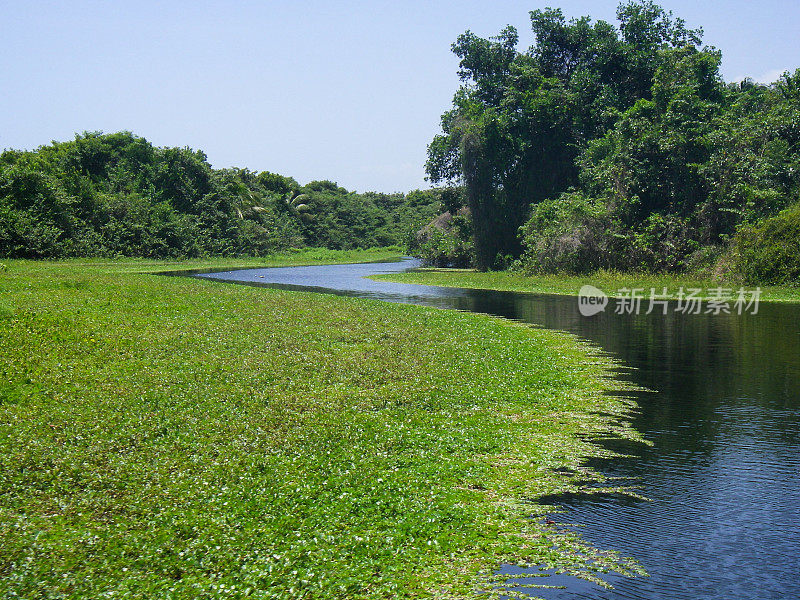 浮水植物在Cuero y Salado保护区洪都拉斯湿地